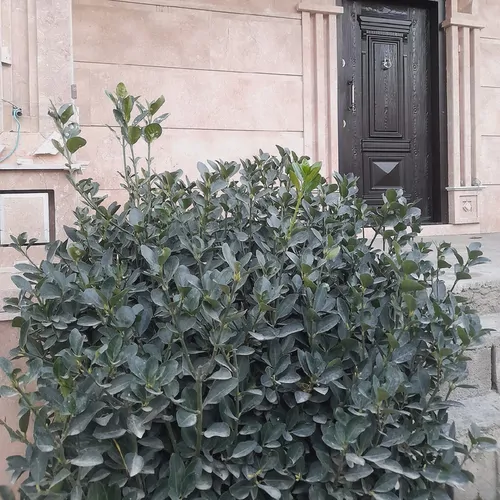 تصویر 4 - ویلا عمارت سماء در رودبار