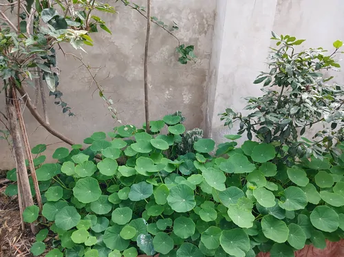 تصویر 9 - ویلا دلنشین در ماسال