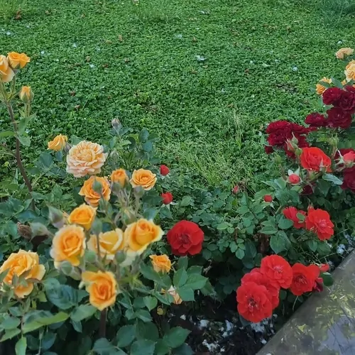 تصویر 2 - ویلا باغ لوکس شیراز در شیراز