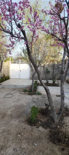 تصویر 2 - سوییت سوئیت محمدی در چهارباغ