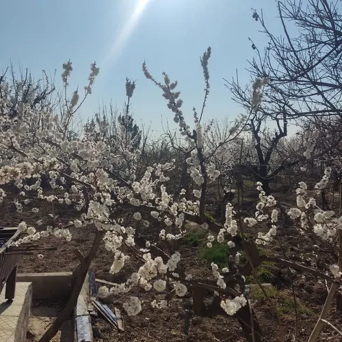 تصویر 3 - ویلا ویلا با بهترین لوکیشن شهریار  در شهریار