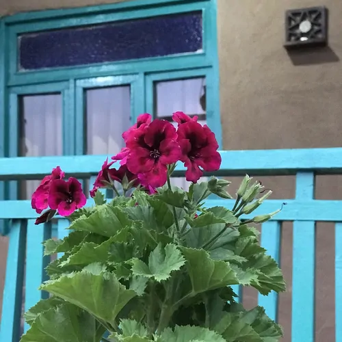 تصویر 13 - اقامتگاه بوم‌گردی روستایی رافا (اتاق لَرگ)  در  سنگر