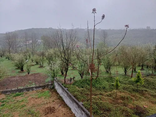 تصویر 13 - ویلا ماه سو در  بابل