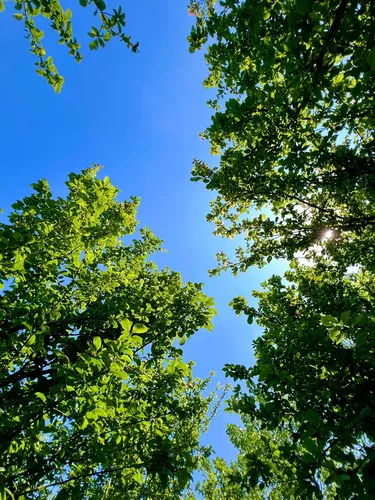 تصویر 29 - کلبه سوئیسی دایی فرامرز در کوچصفهان
