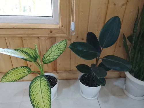 تصویر 16 - کلبه  دیارا در  ماسال