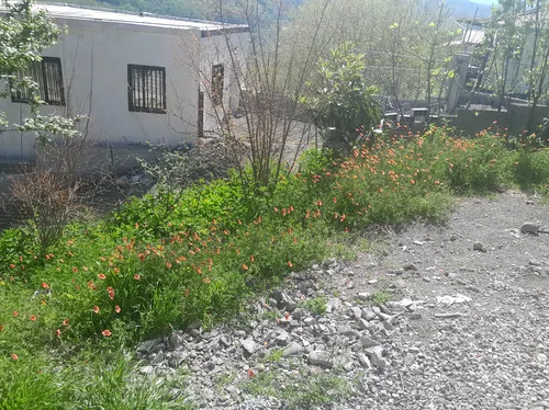 تصویر 26 - ویلا دوبلکس دلسی در سوادکوه