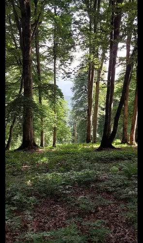 تصویر 15 - اقامتگاه بوم‌گردی ستاره گیلان (واحد 3)  در  رودبار