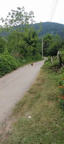 تصویر 4 - ویلا ویلا جنگلی ۳خواب جکوزی دار در فومن