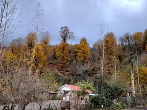تصویر 2 - ویلا محسن در ماسال