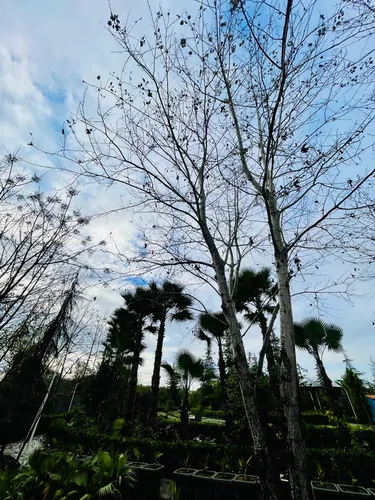 تصویر 11 - کلبه سوئیسی خوشدل در  رشت