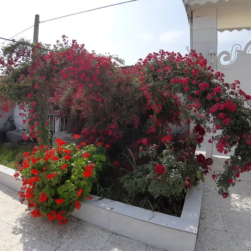 تصویر 18 - ویلا فرشتگان در  چمخاله