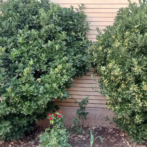 تصویر 10 - خانه ویلایی گلساز در  کاشان