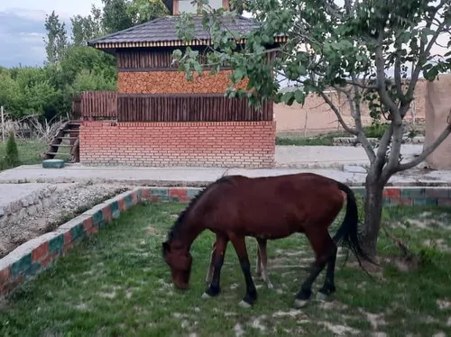 تصویر 10 - کلبه  کلبه چوبی انگوران در  زنجان