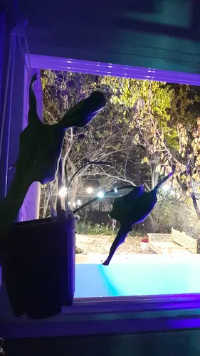 تصویر 4 - ویلا مجموعه گردشگری و تفریحی زی زی گولو  در مشهد