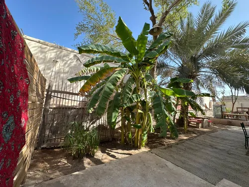 تصویر 41 - ویلا باغ استوایی عمارت چند درخت در هرمز