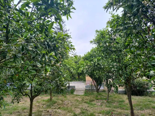تصویر 25 - کلبه چیکا درمیان باغ پرتقال دلباز در شهسوار