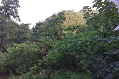 تصویر 5 - خانه هادی(طبقه اول) در  ماسال