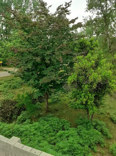 تصویر 18 - کلبه سوییسی وصال در  شاندرمن