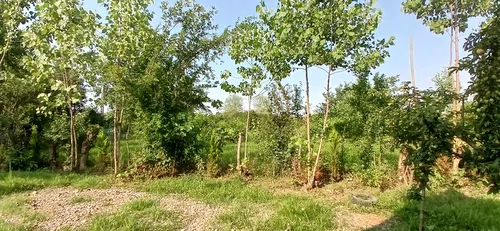 تصویر 14 - کلبه سوئیسی آندیا در  ماسال