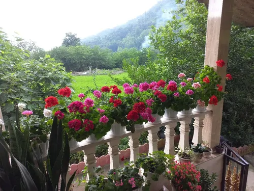 تصویر 3 - ویلا جنگلی موسوی  در  ماسال