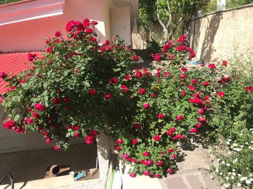 تصویر 2 - ویلا اقامتگاه باغ گردوی برگ جهان در لواسان