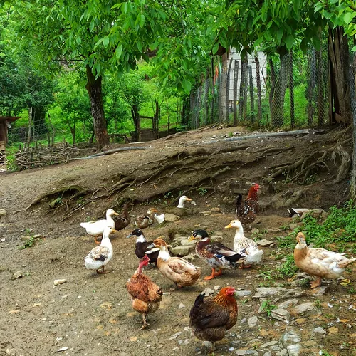 تصویر 38 - ویلا باغ جنگلی ننه باجی در  ماسال