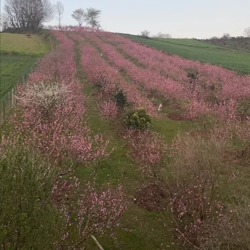 تصویر 2 - ویلا اوسا در ساری