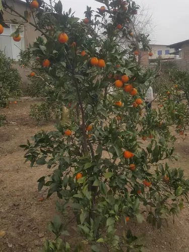 تصویر 4 - ویلا سرای آزادی در ساری