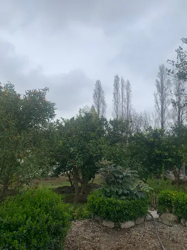 تصویر 2 - ویلا باغ پرتقال نوشهر در نوشهر