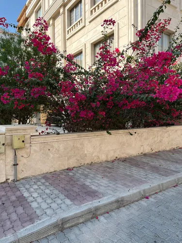 تصویر 3 - آپارتمان تست ثبت عکس از سافاری در زیرکوه