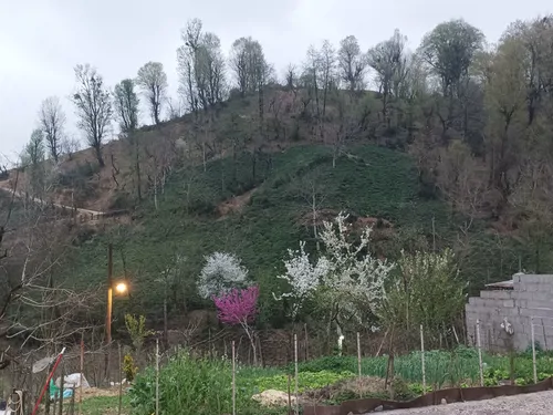 تصویر 26 - ویلا جنگلی زیتون در  فومن
