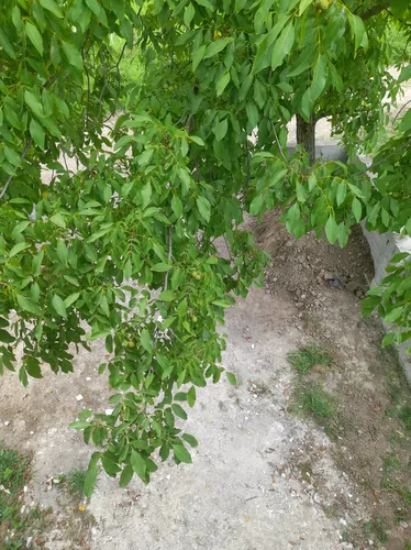 تصویر 4 - کلبه کلبه مثلثی در شاندرمن