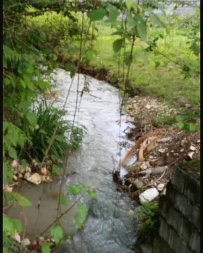 تصویر 3 - ویلا ویلا جنگلی ۱ خوابه در چالوس