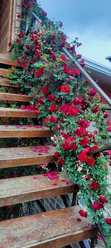 تصویر 21 - کلبه سرای گلپر در  بابل کنار