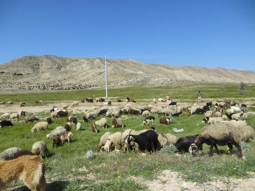 تصویر 4 - روستایی و عشایری چادر عشایری در فیروزآباد