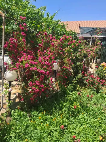 تصویر 38 - ویلا استخردار آبگرم بهارستان کبوتر آباد در  اصفهان