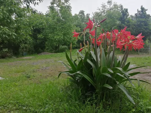 تصویر 16 - کلبه جنگلی چشمه در  ماسال