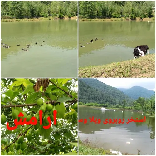 تصویر 4 - ویلا شالیزار در ماسال
