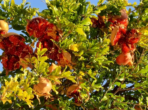 تصویر 4 - ویلا باغستان  در هشتگرد