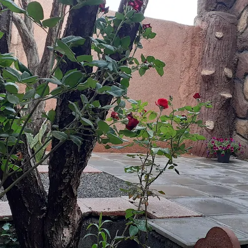 تصویر 10 - ویلا کته شور در  باغ بهادران