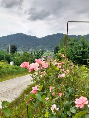 تصویر 14 - کلبه سوئیسی کوهستان در ماسال