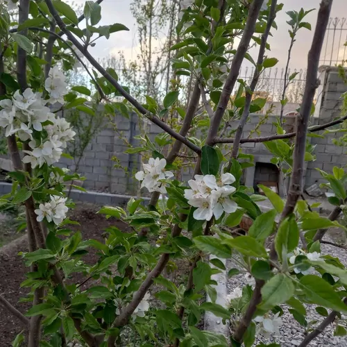 تصویر 10 - ویلا باغ شاندیز در  شاندیز