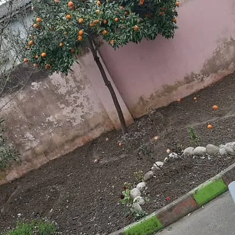 تصویر 5 - آپارتمان کاسپین در  نور