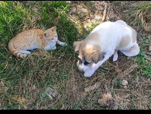 تصویر 5 - اقامتگاه بومگردی بومگردی کیمه در نوشهر