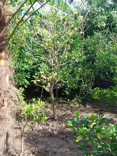 تصویر 3 - ویلا امنیت فوق العاده خیلی دنج باغ بینظیر ۱۷ در چمستان