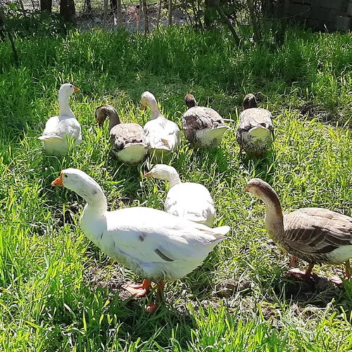 تصویر 21 - ویلا جنگلی پارسا در  ماسال