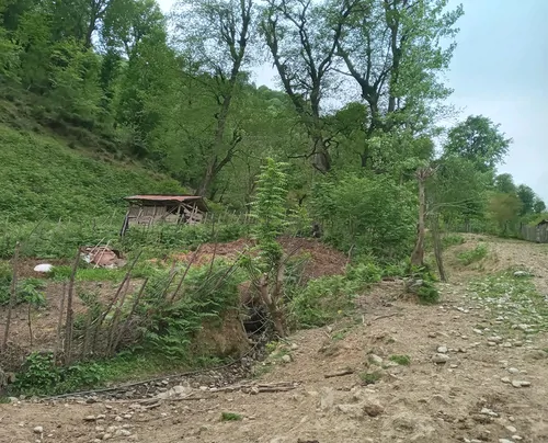 تصویر 12 - کلبه چوبی فرهاد در ماسال