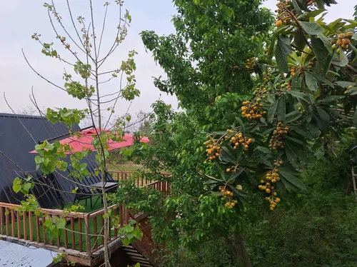 تصویر 18 - کلبه استخردار آبگرم رود در فومن