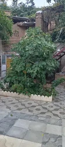 تصویر 14 - خانه ویلایی رضوان در بوژان در  نیشابور