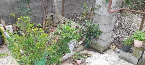 تصویر 11 - ویلا فرخ در رضوانشهر